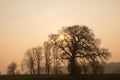 Majestic oak tree with bare branches as tree funeral and condolences concept