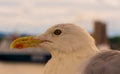 Seagull, a bird photo very closely