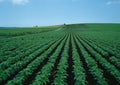 The photo shows a seeded field.