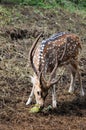 A spotted deer eating a banana Royalty Free Stock Photo