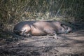 A tapir in a wildlife park