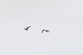 Ying and Yang Monochrome Photo of Two Seagull Birds Flying over the Ocean Staying Together