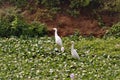 Two white cranes hanging out in a lake