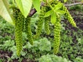 Walnut Flowering Tree