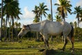 white parkhorse in coconut palms at early time Royalty Free Stock Photo