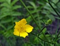 Yellow flower ranunculus bulbosus Royalty Free Stock Photo