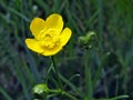 Yellow flower ranunculus repens