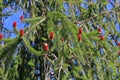 Young red fir cones Royalty Free Stock Photo