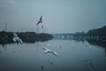 Photo of Siberian bird flying over a river at day time