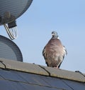 wood pigeon birds pets pests animals pigeons roof british rooftop nest roost single Royalty Free Stock Photo