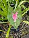 Photo of single caladium leaf shot at the garden Royalty Free Stock Photo