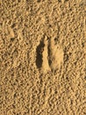 A photo of a single calf footprint