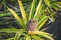 Photo of single ripe pineapple surrounded by green and yellow partly blurred leaves. Pineapple farm. Tropical fruits. Fresh fruit Royalty Free Stock Photo