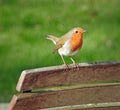 Single robin on a park bench wildlife in a kent garden