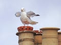seagull coast bird roof blue sky birds seagulls roosting roost single animals