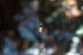 Photo of single spider in his home network Royalty Free Stock Photo