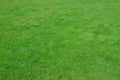 Photo of the site with even-cropped green grass. Lawn or alley of fresh green gras Royalty Free Stock Photo