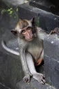 Photo of a sitting monkey top view Royalty Free Stock Photo