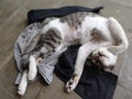 Photo of a sleeping cat in a cute style on a cloth