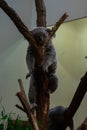 Photo of sleeping coala on tree