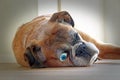 Sad dog boxer doleful look expression face wide eye open forlorn Royalty Free Stock Photo