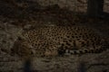 Photo of sleeping gepard