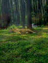 Photo of a sleeping lion in the Pasuruan district safari park