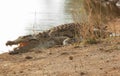 A photo of a sleeping Nile crocodile. Royalty Free Stock Photo