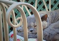 Sleeping napping pedigree cat on garden chaise