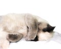 A photo of sleeping thai, siamese blue point colored lady cat.