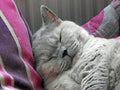 Sleepy pedigree cat in the land of nod Royalty Free Stock Photo