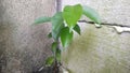 photo of a small banyan tree growing in the corner of the wall