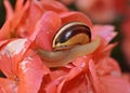 Small snail crawling on pink flower Royalty Free Stock Photo