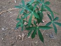 photo of a small cassava tree in the garden