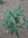 photo of a small cassava tree in the garden