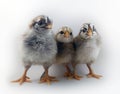 Three day old chick trio called Brahma