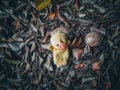photo of a small doll with a background of dry leaves on the ground
