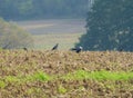 Small flock of crows on the field