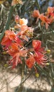 Flower of small flower in India