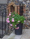 Small garden potted flowers patio steps