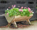 Garden flowers plants in trug container display small patio pot Royalty Free Stock Photo