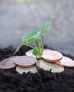 Photo of small plant growing from coins or money Royalty Free Stock Photo