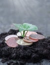 Photo of small plant growing from coins or money Royalty Free Stock Photo