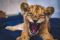 Photo of a small growling lion cub Royalty Free Stock Photo