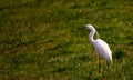 photo of a small heron ... young herons are white in color, becoming adults these birds change the colors of the suit. Royalty Free Stock Photo