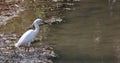 photo of a small heron ... young herons are white in color, becoming adults these birds change the colors of the suit. Royalty Free Stock Photo