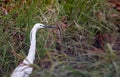 Photo of a small heron ... young herons are white in color, becoming adults these birds change the colors of the suit, Royalty Free Stock Photo