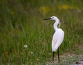 Photo of a small heron ... young herons are white in color, becoming adults these birds change the colors of the suit, Royalty Free Stock Photo