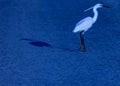 Photo of a small heron ... young herons are white in color, becoming adults these birds change the colors of the suit. Royalty Free Stock Photo