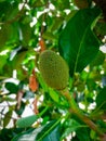 A photo of a small jackfruit.